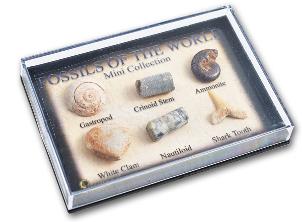 pk245_mini_fossil_chart_box.jpg