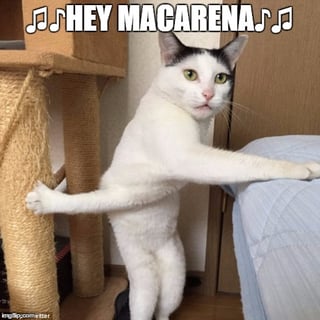 hey-macarena-funny-cat-memes.jpg
