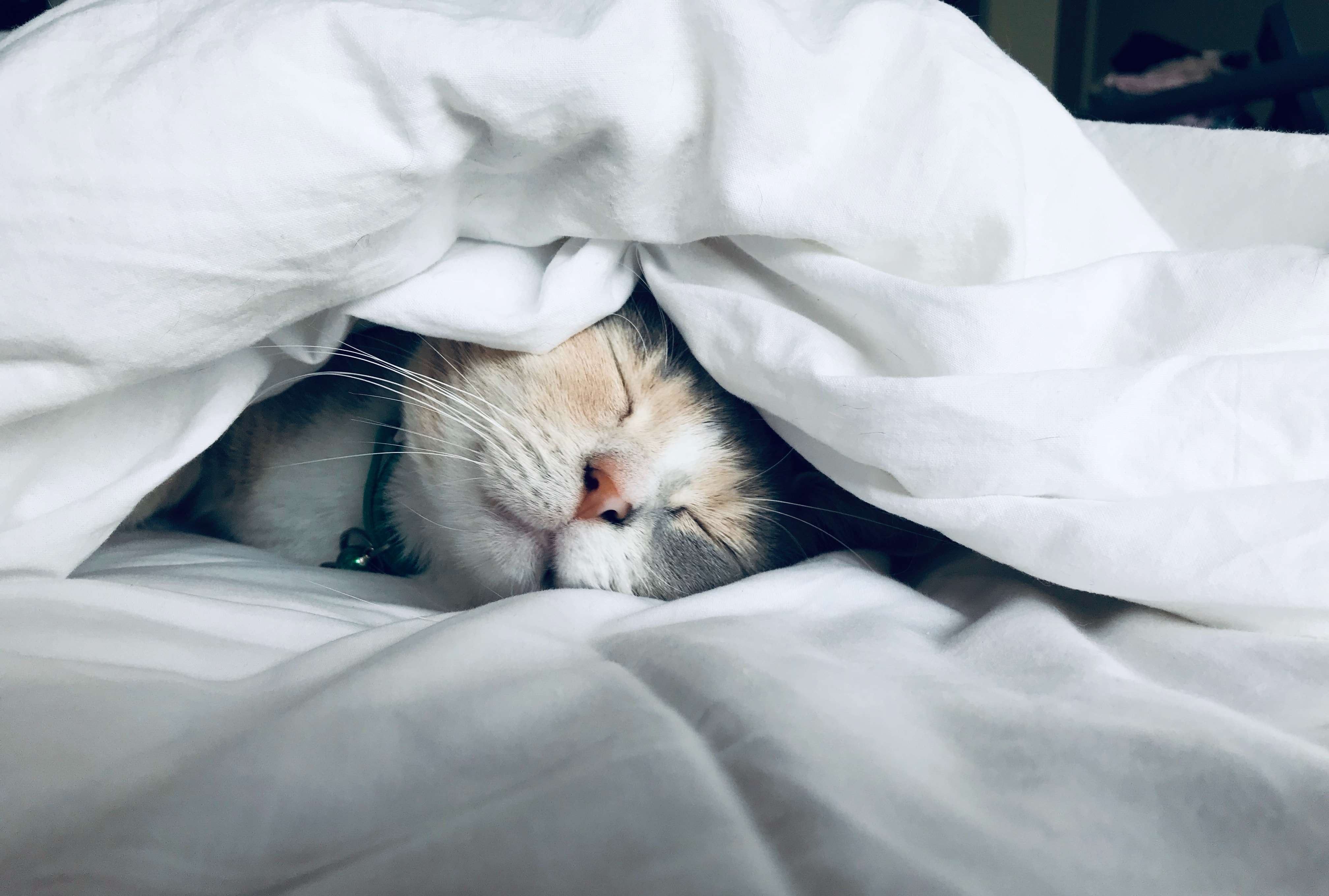 Photo by Kate Stone Matheson on Unsplash - a cat sleeping under a white quilt