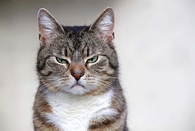 grumpy_cat3