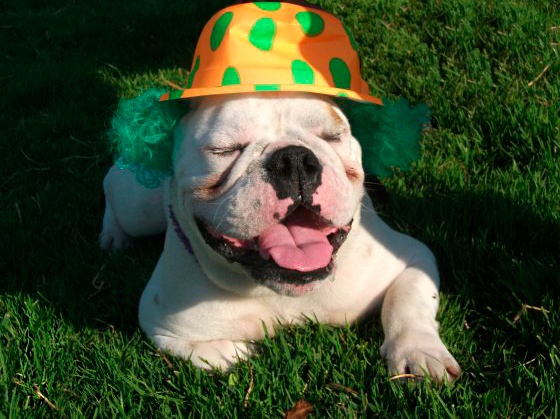 dogs wearing hats dogs wearing hats